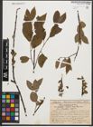 Foto von Salix silesiaca Willd.
